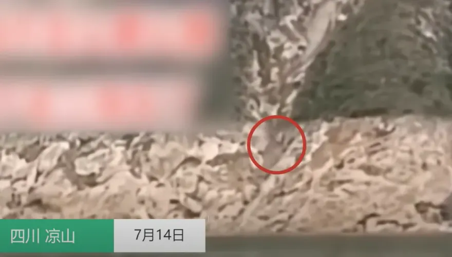 影/乘客被甩出車外！四川廂型車翻落懸崖墜江　釀5死3傷慘劇
