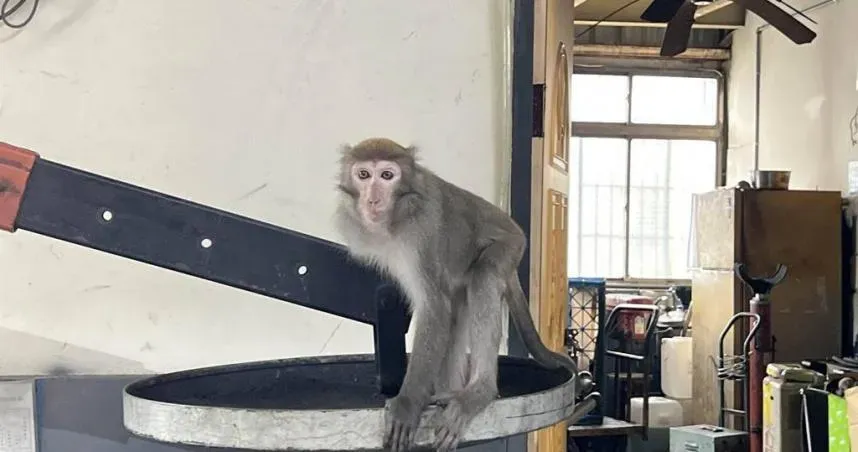 龍潭汽修廠驚現斷臂猴！員工求救在線等　網笑：牠驗好車就會走
