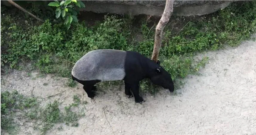 明星「馬來貘」熱死！驚爆因長官要求放展　台北市立動物園駁：死因待釐清