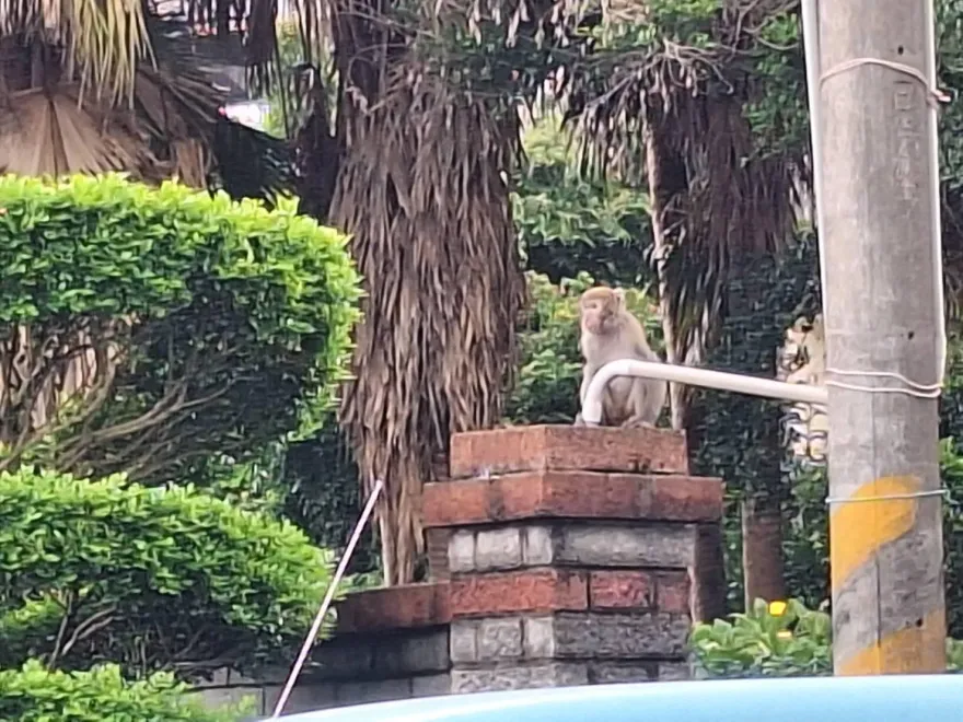 影/桃園斷臂猴身亡！遺體將送台大獸醫系檢驗　蕭火城：死因尚待專業鑑定釐清