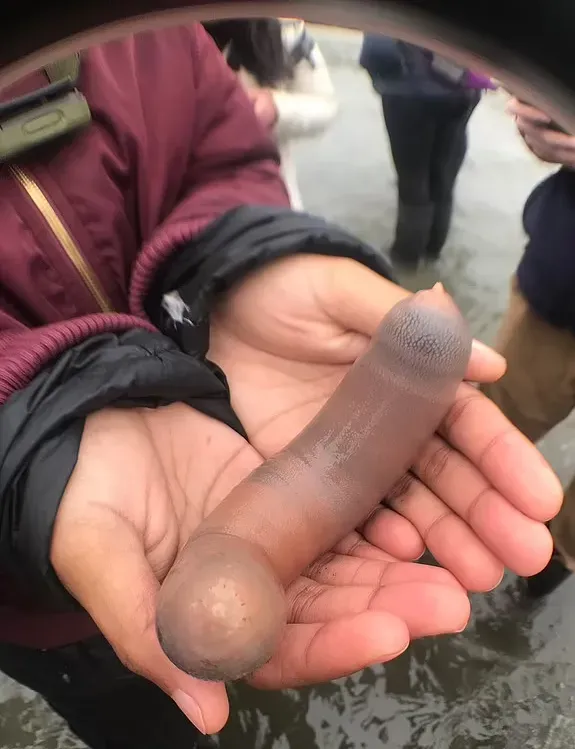 好害羞！阿根廷海岸驚見肉色腸狀「陰莖魚」　漁民瘋搶讚：口感像蛤蜊