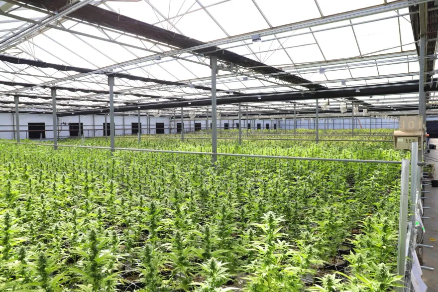 女大生驚曝系上一半都在吸　大麻有9%會成癮　越年輕吸成癮機率高達兩位數！