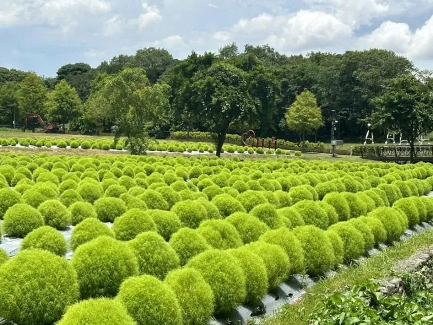 宜蘭冬山「3000顆抹茶糰子」視覺、觸覺超療癒！　加碼風箏地景藝術迎接大小朋友拍照打卡