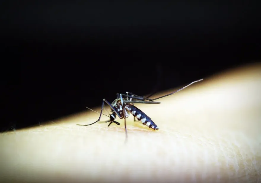 小黑蚊會傳染登革熱？登革熱會人傳人？專家打破登革熱常見3誤解