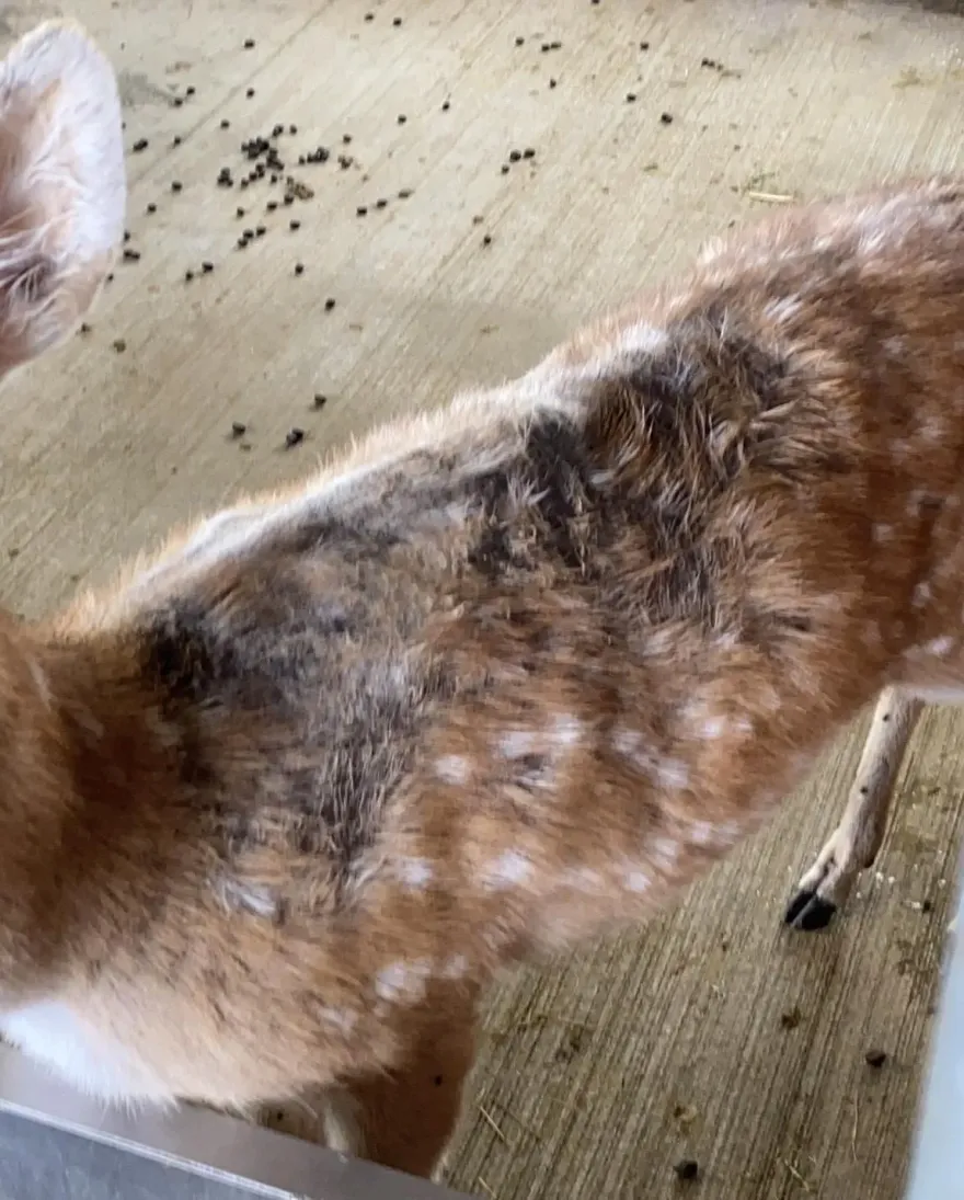影/飼料長蛆、皮膚爛！高雄景觀農場遭控虐待動物　前員工曝慘況