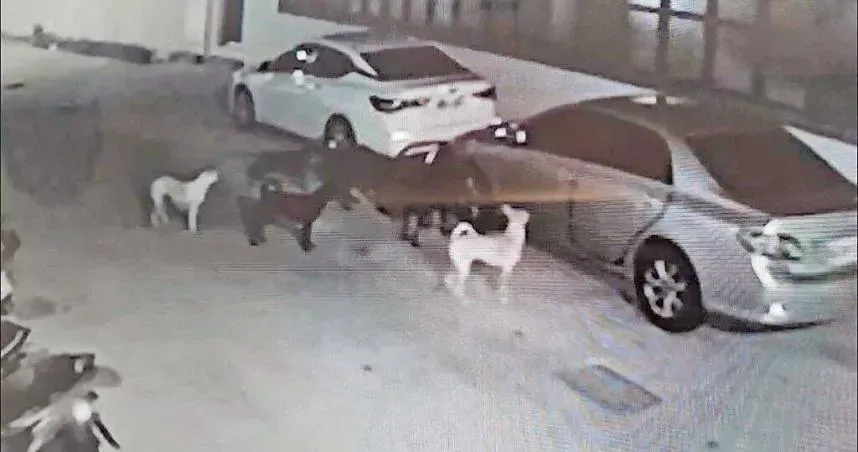 半夜愛車擋泥板遭破壞　憤而抓兇竟是「牠」成群犯案