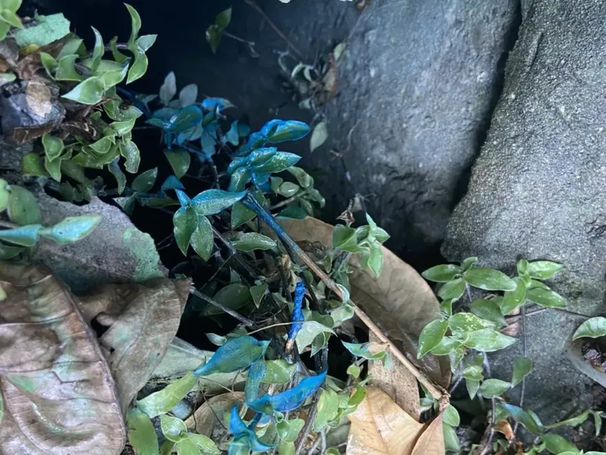 基隆大武崙溪出現「藍眼淚」！不明污染物竟是油漆釀禍　廠商遭罰3萬元