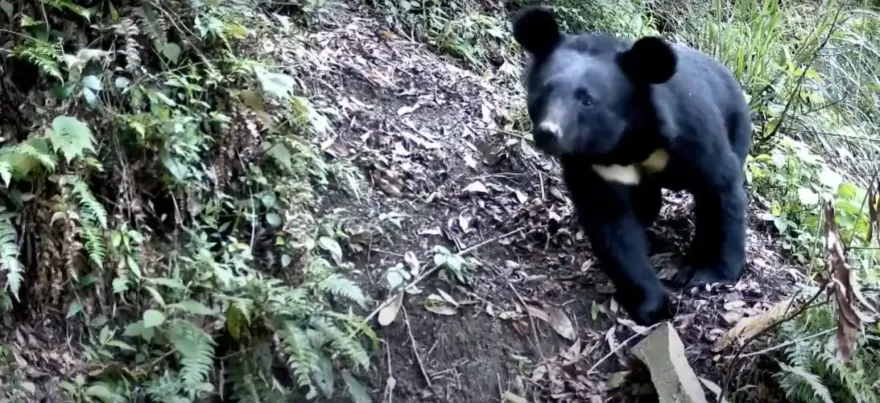 影／台灣黑熊現蹤！阿里山特富野露面　卡哇伊鏡頭曝光