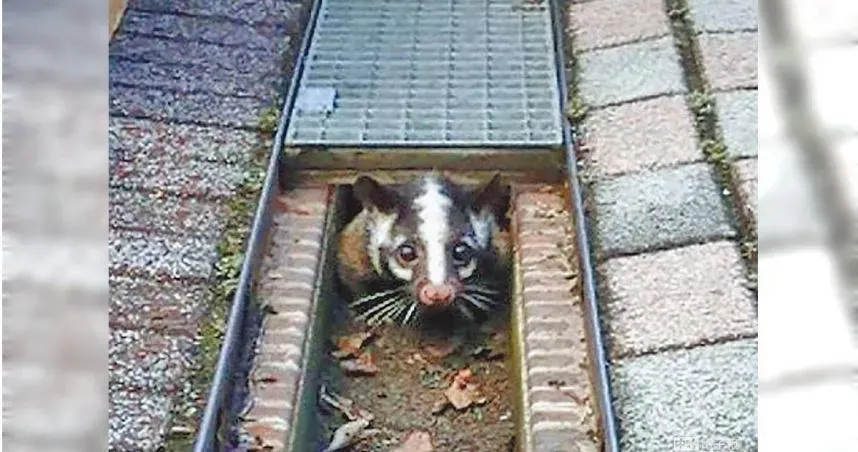 台大校園「地獄三頭犬」咬死白鼻心！學生悲痛控訴：對動保團體失望透頂