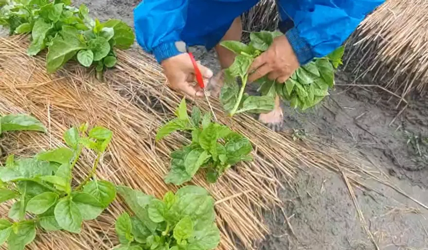 杜蘇芮民生/青蔥、韭菜花飆破百元！菜農收菜護心血　菜價預計「這天回跌」