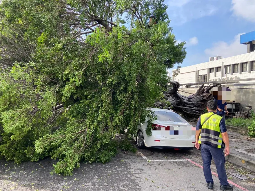 影/禍從天降！高雄無風無雨10米樹突倒塌　3路人受傷、4汽機車受損