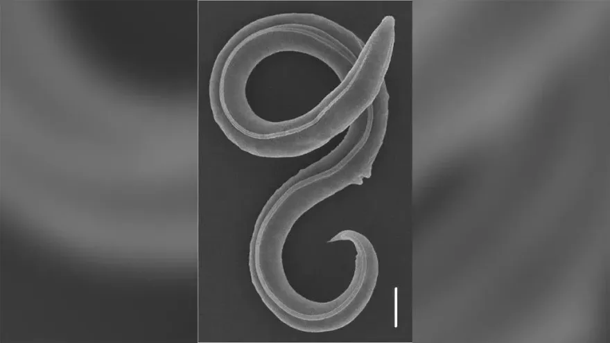 在西伯利亞永久凍土中冰凍4萬6千年　科學家成功復活新物種蠕蟲
