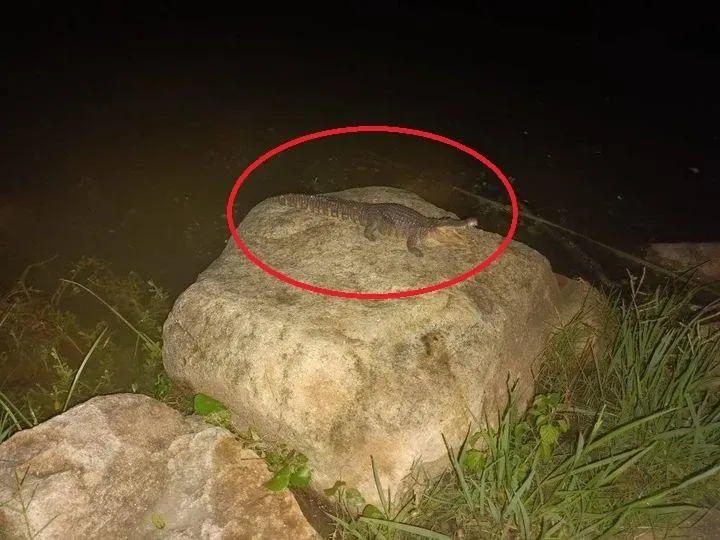 「鱷魚出沒」高雄凹子底公園！農業局「找嘸影」：會加強巡邏