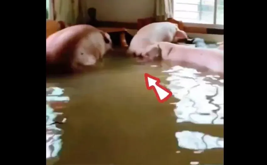 影/因禍得福？颱風淹水一樓沖進8頭肥豬　網笑翻：最快一次災後補償