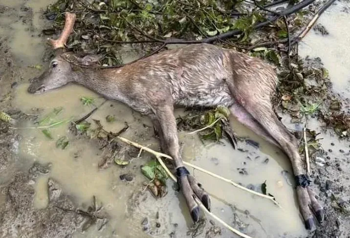 影/恆春颱風夜綁走梅花鹿！害小鹿1死1傷　惡賊羈押禁見