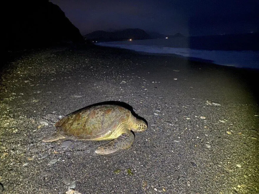 重大發現！南澳神秘沙灘罕見綠蠵龜產卵　保育志工加強巡守