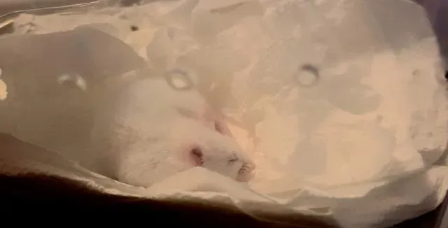 加州非法生物實驗室　藏上千隻攜帶新冠病毒老鼠！至少20種潛在傳染源
