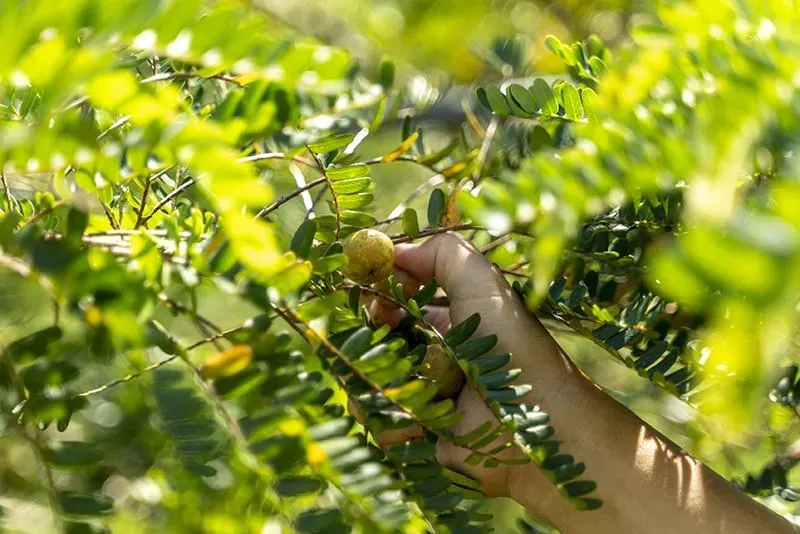 油甘果乾你吃過嗎？已在台灣300年卻很少人知道　農糧署：有生津止渴作用