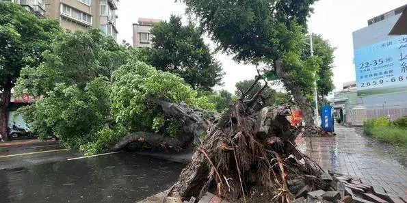 卡努災情/士林「大樹突倒塌」！地磚爆裂雙向管制中