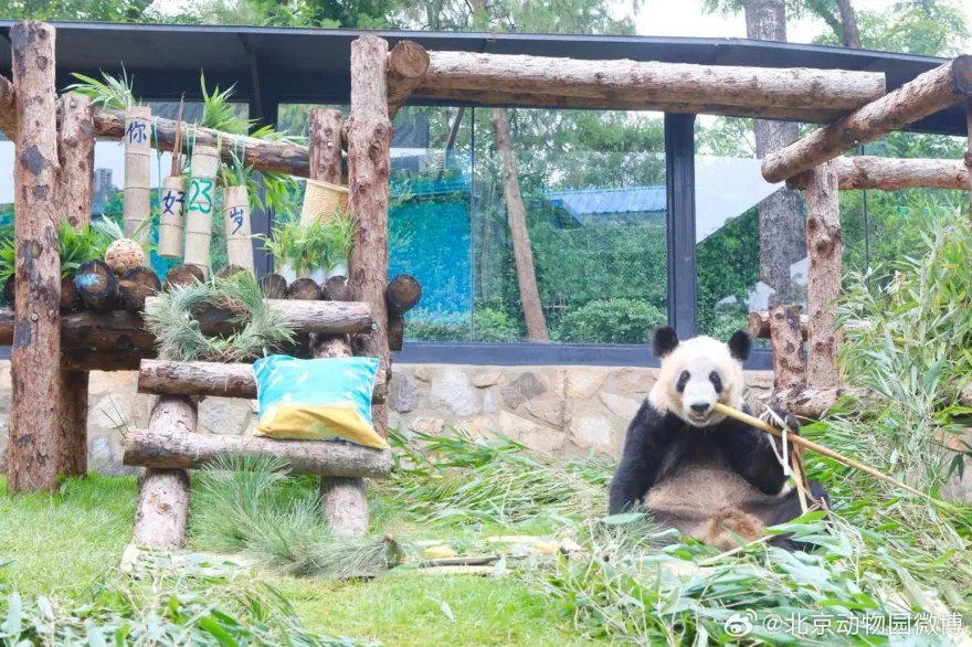影/23歲了！旅美貓熊「丫丫」返陸首慶生　動物園送特製「壽桃蛋糕、瑞鶴圖」