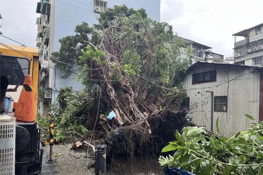 快訊/卡努強風！北市承德路巨樹連根拔起　倒塌瞬間2人路過驚險畫面曝