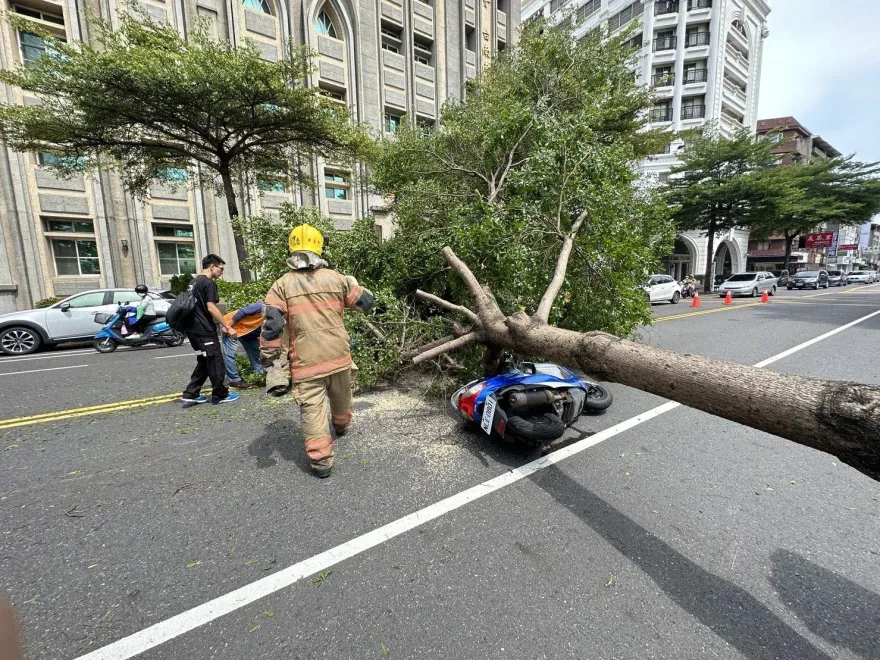 影/禍從天降！台南路樹遭強風摧殘突倒塌　騎士經過遭重砸