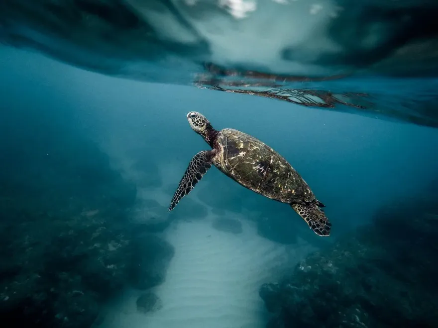 海洋表面溫度刷新歷史紀錄　專家示警：海洋生物鏈恐大亂