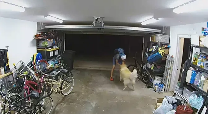 影/傻賊入室行竊遇黃金獵犬翻肚撒嬌　竟大方停留擼狗告白「我也愛你」