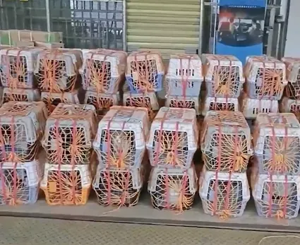 影/男子捨不得丟下寵物　帶著「67隻貓狗」橫跨3400公里搬家