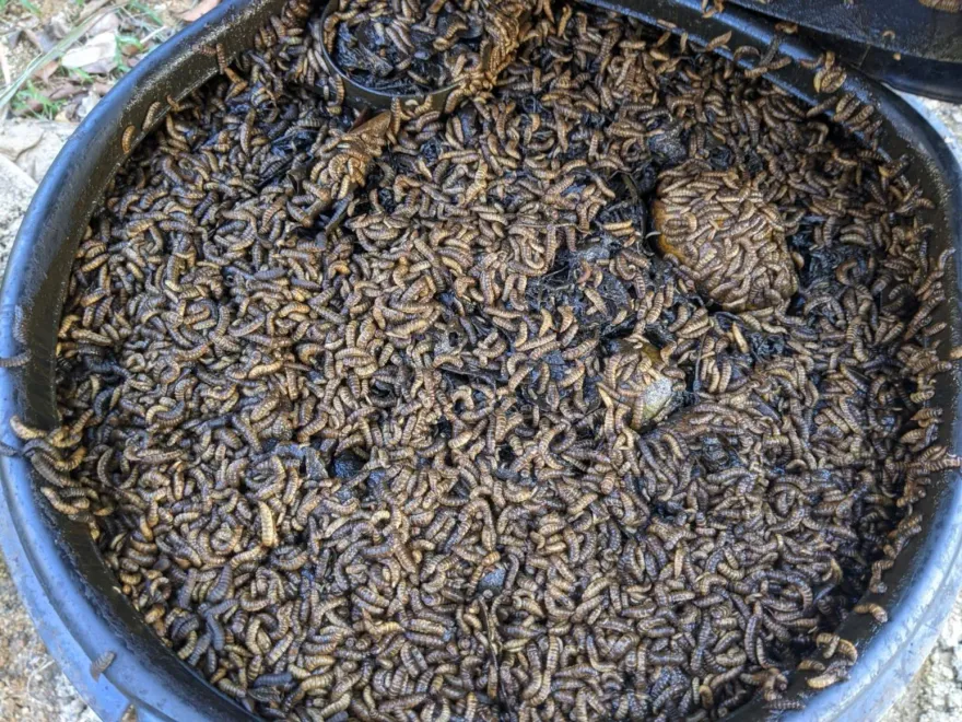 嚇壞！臉部黑點拖10年變10cm腫塊飄腐臭味！醫驚見「蛆蟲蠕動」