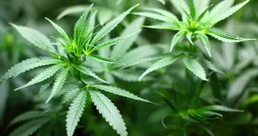 大麻人口白領化、年輕化？衛福部推「戒癮方案」未成年人每年補助4萬