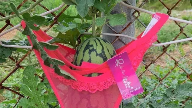全台最性感西瓜在雲林！穿蕾絲內褲吊掛空中　果農：透氣佳、日照更均勻