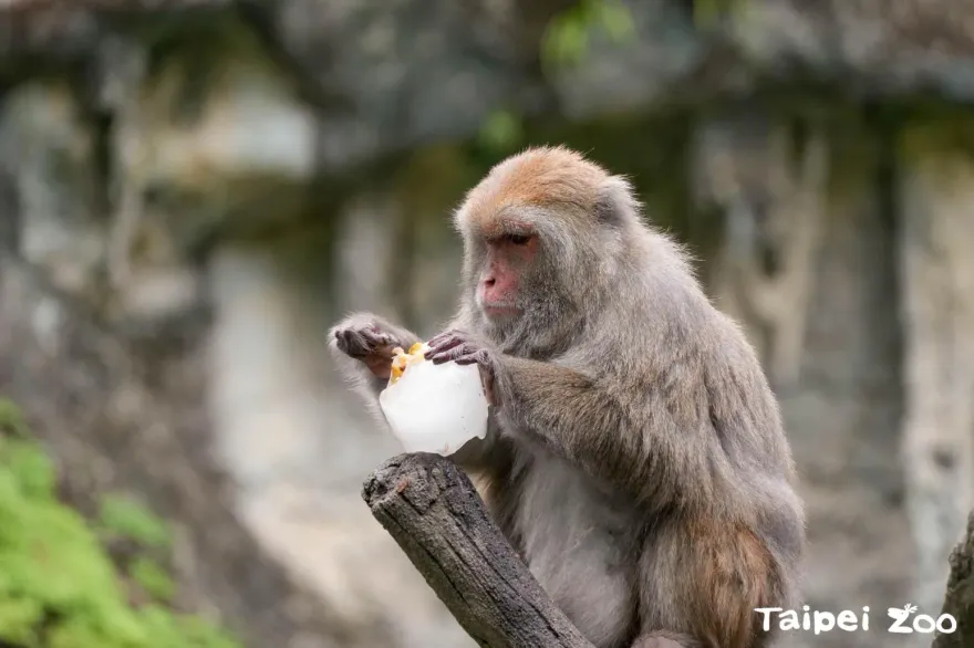 動物也吃冰消暑！北市動物園「冰工場」開幕　「吃播時間表」一次看