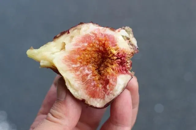無花果看起來好可怕！營養師曝「6好處」別看著它吃就好