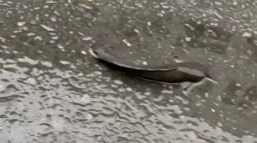 獨家！雨彈轟炸北市道路變「河道」　學生驚見法院門前有鯰魚「扭呀扭」