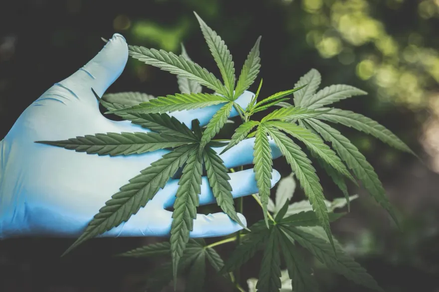 全美40州大麻合法化還不夠　美衛生部籲降級為「較低風險藥物」
