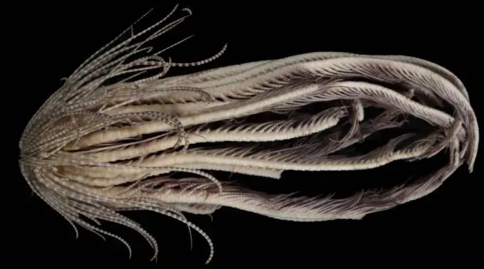 科學家發現南極新物種「海草莓」　擁有20隻觸手像極外星生物