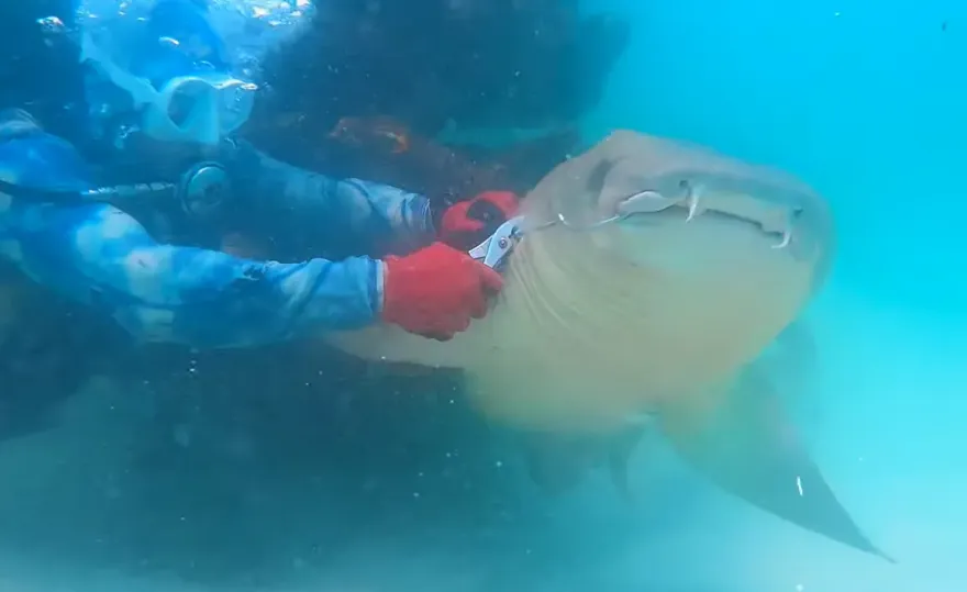 影/鯊魚誤咬魚鉤受困海底　潛水教練勇敢出手救