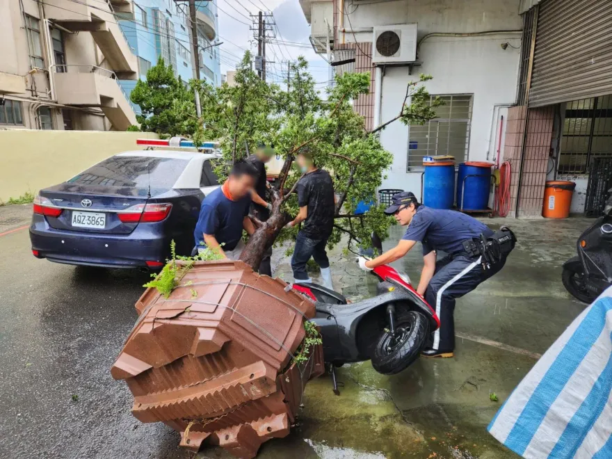 影/10萬真柏遭擊落！貨車路過「門開一搧」　4米樹應聲倒下畫面曝