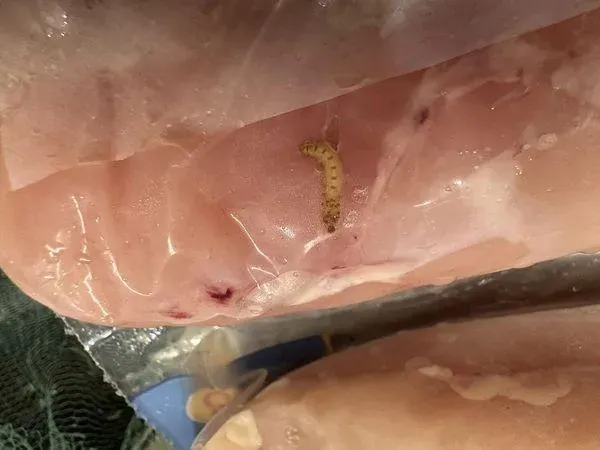 快訊/不只乾酪 !好市多再出包！雞胸肉上竟有肥美小蟲？網友:腐爛才會有蟲
