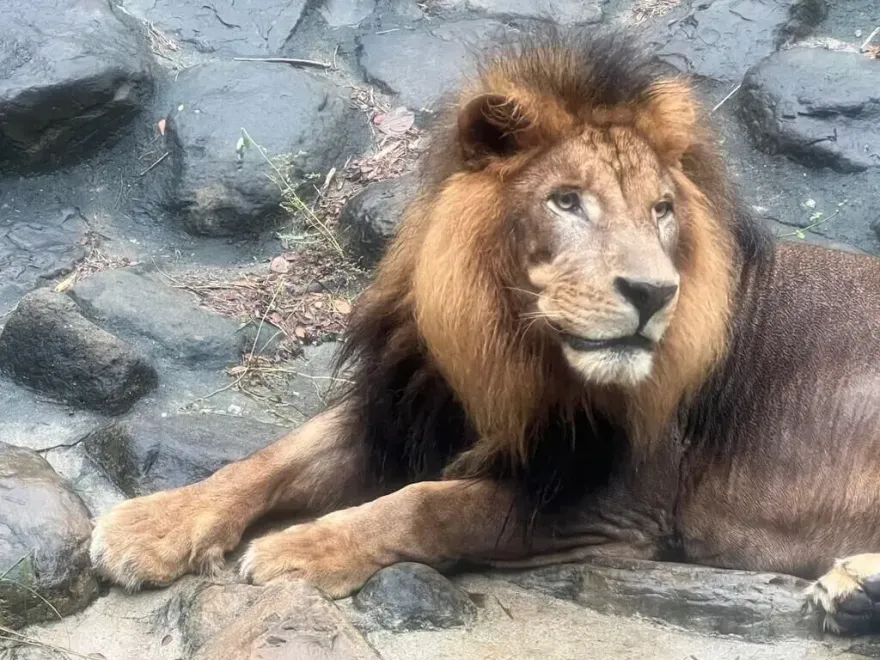 影/大貓超療癒！獅子關園前「獅吼像狂催促」　壽山動物園遊客笑：想下班了
