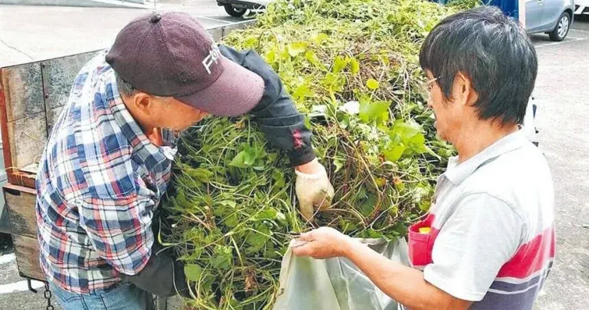 剷除植物殺手！苗栗縣府每公斤5元收購小花蔓澤蘭