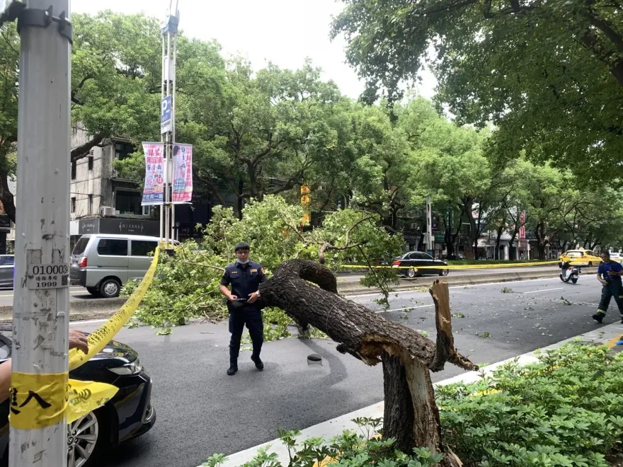 快訊/普渡路上斷魂！北市57歲退休司機「路樹砸爆頭」浴血、送醫不治