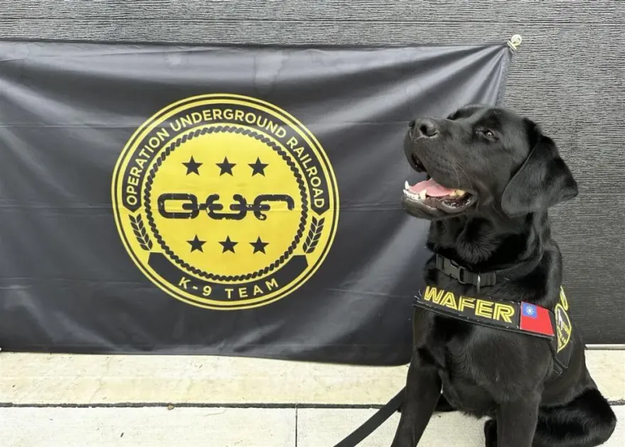 台灣首隻電子產品偵測犬！掛國旗在美結訓　手機硬碟都聞得到