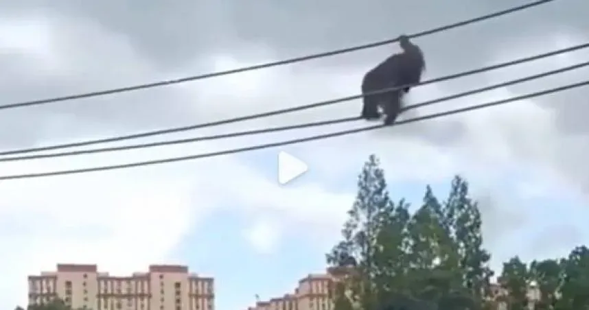 紅毛猩猩高空走鋼索…遊客抬頭嚇壞：越獄了　園方揭「猩空漫步」真相