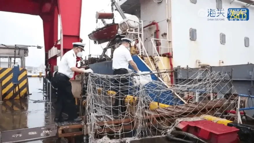 影/起雞皮疙瘩！陸海關查驗入境船隻　竟發現逾萬隻「小強軍團」