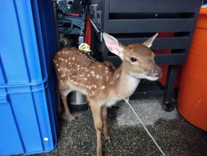 我家門前有小鹿！飼主急發文協尋　恆春暖警找專家代為照顧