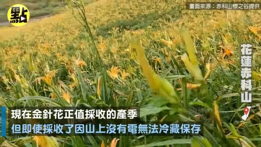 海葵颱風/風雨無情！花蓮農損2800萬　金針農苦喊「非常慘」