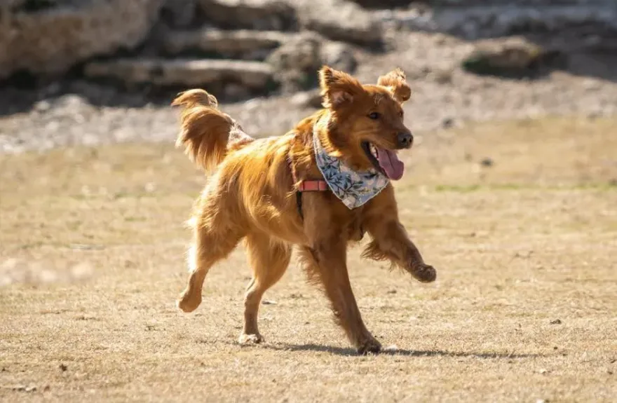 法官也心疼！單親女擁6證照遭家犬亂竄摔車亡　飼主判10月