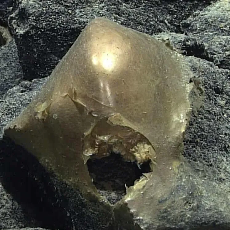 阿拉斯加深海發現神秘「金蛋」　科學家坦言：不知為何物